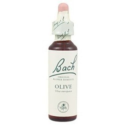 Olive - Olivo